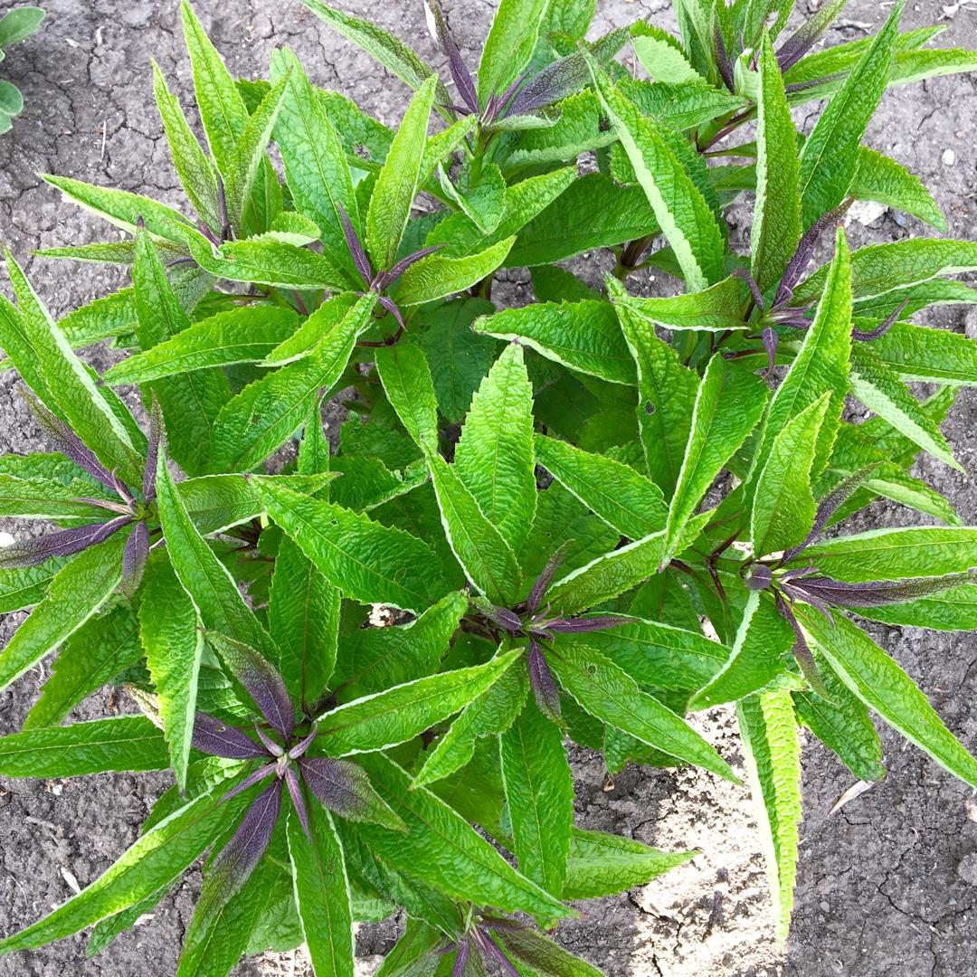 Eupatorium Dubium Baby Joe - View 17 from www redcrocus com