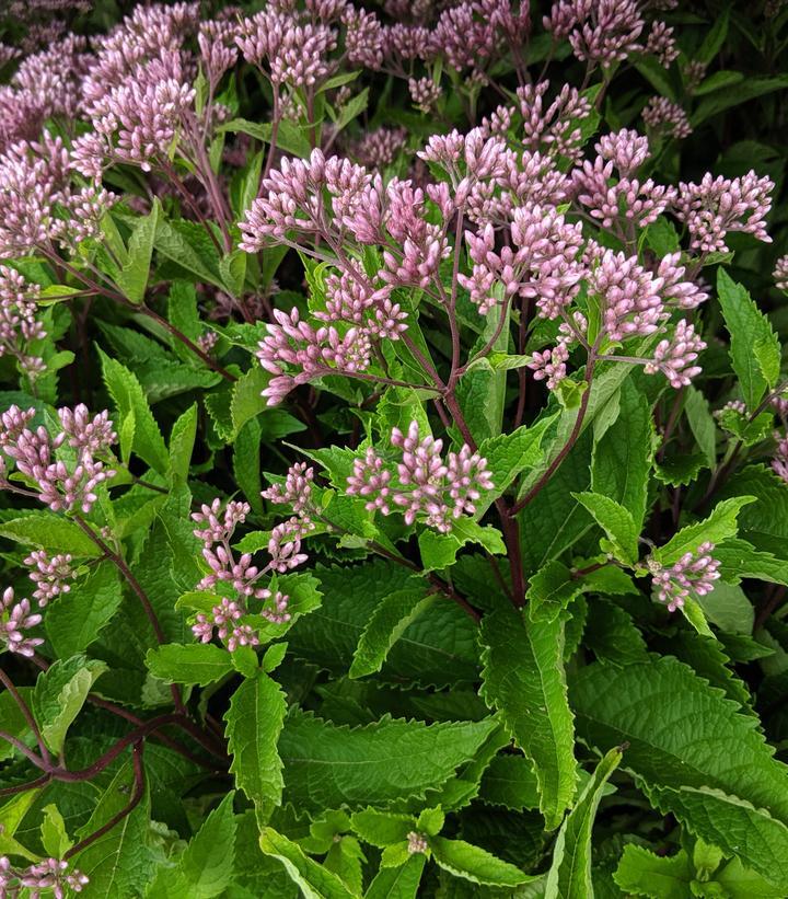 Eupatorium Dubium Baby Joe - View 18 from www redcrocus com