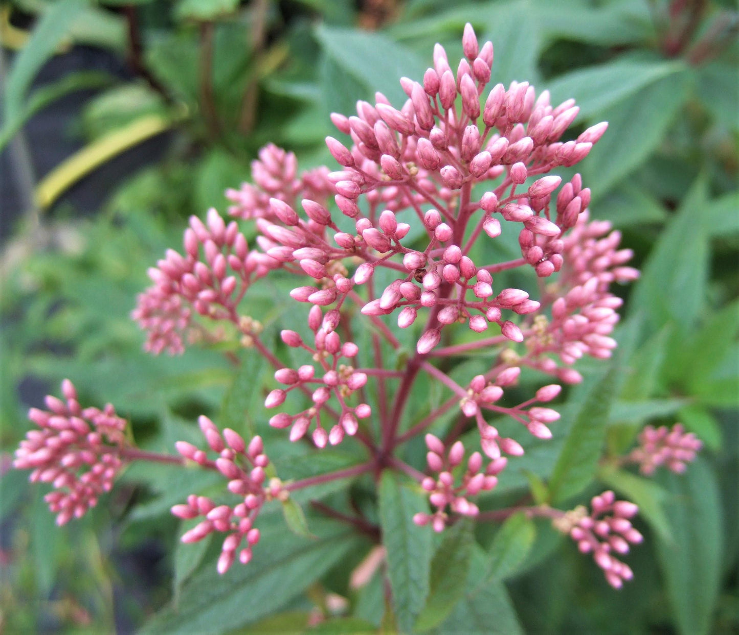 Eupatorium Dubium Baby Joe - View 2 from www redcrocus com