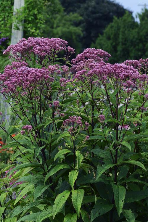 Eupatorium Dubium Baby Joe - View 3 from www redcrocus com