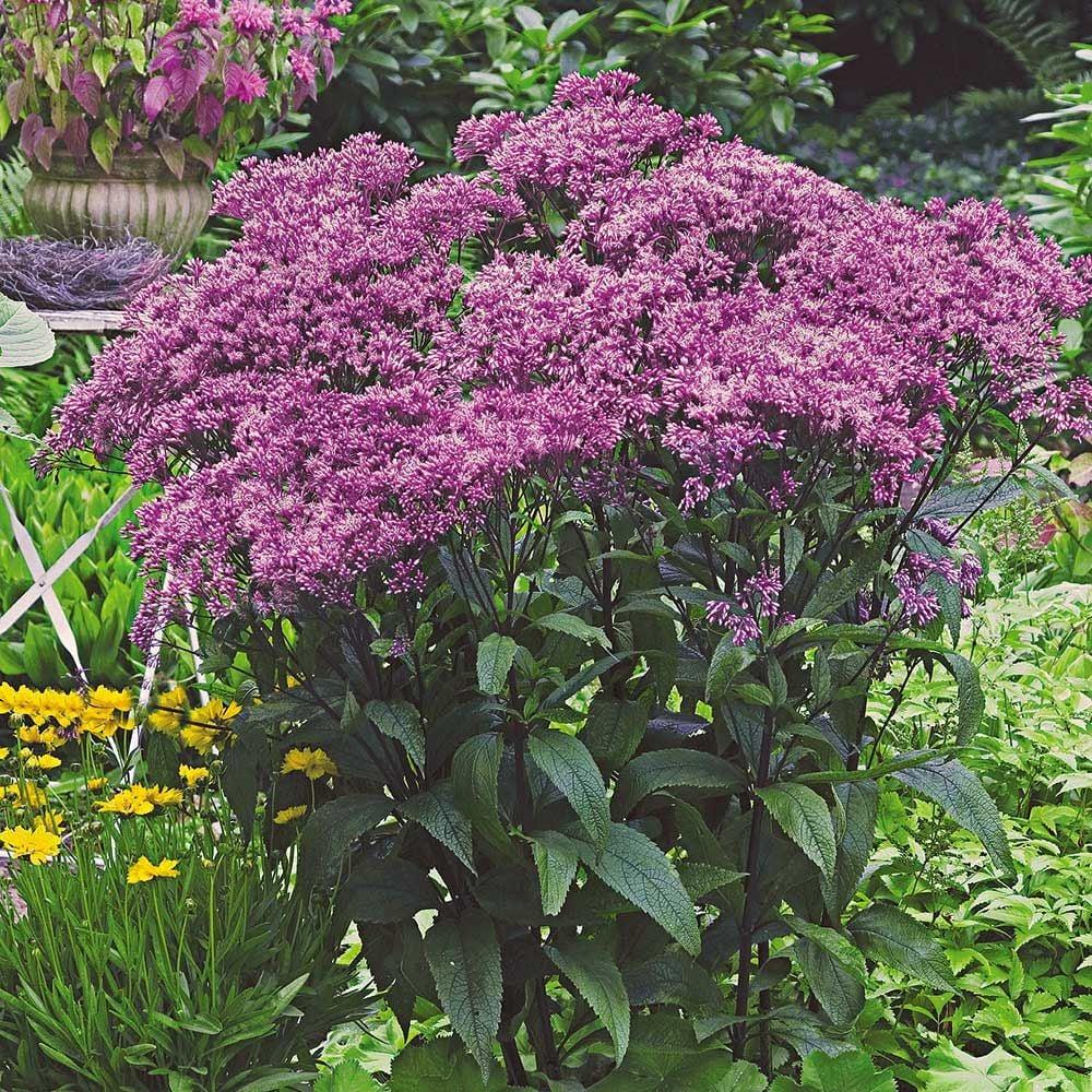 Eupatorium Dubium Baby Joe - View 4 from www redcrocus com
