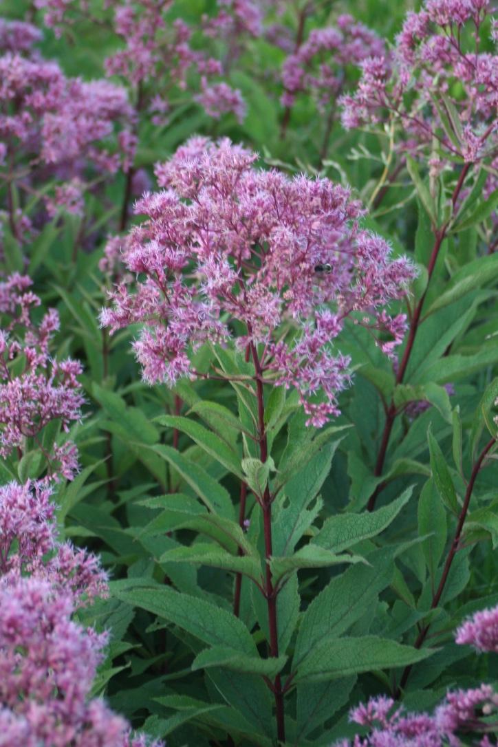 Eupatorium Dubium Baby Joe - View 6 from www redcrocus com