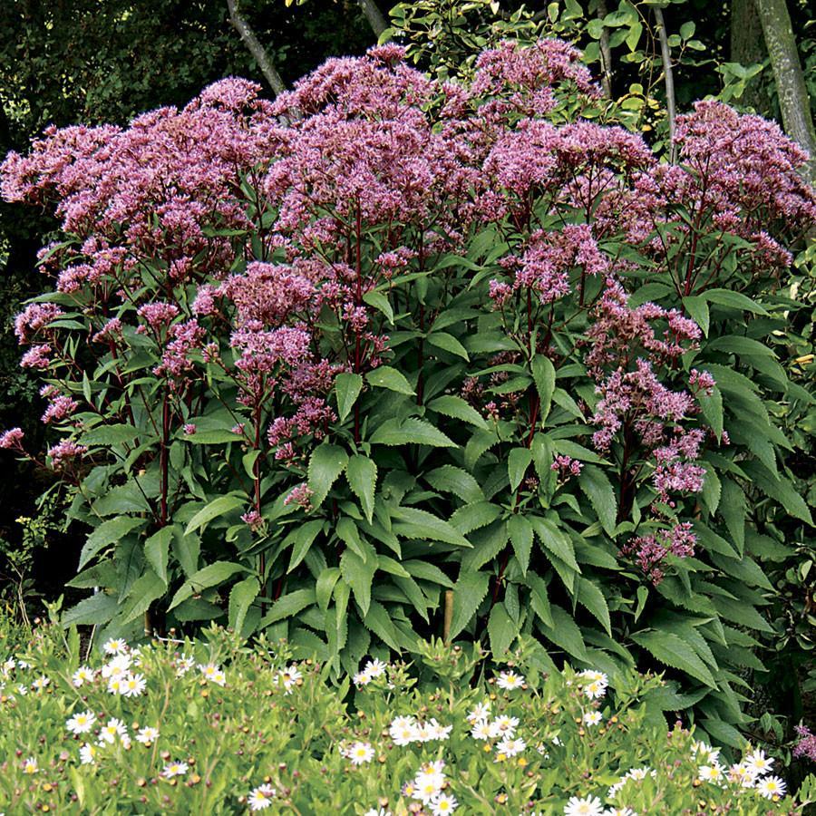 Eupatorium Dubium Baby Joe - View 7 from www redcrocus com