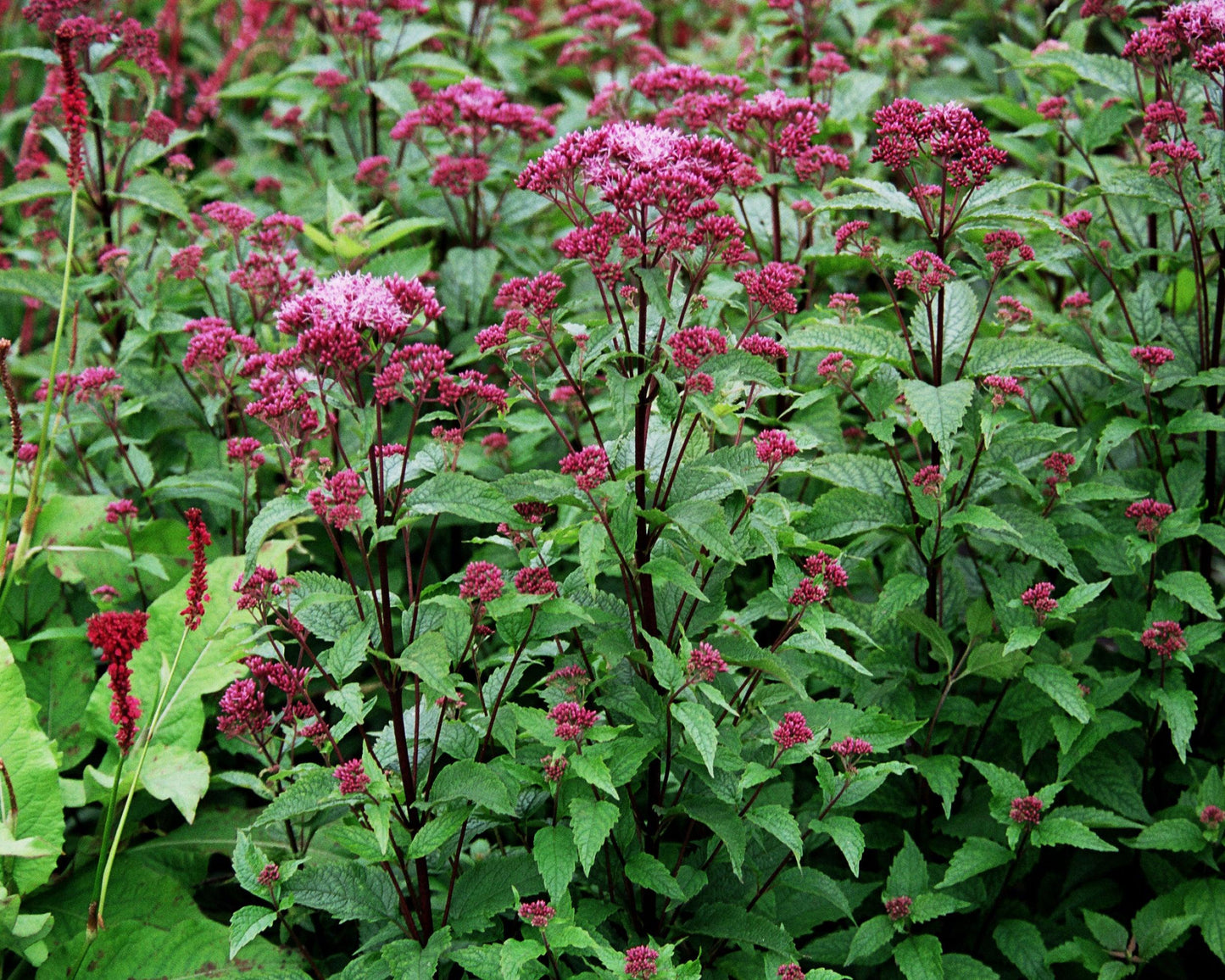 Eupatorium Dubium Baby Joe - View 8 from www redcrocus com