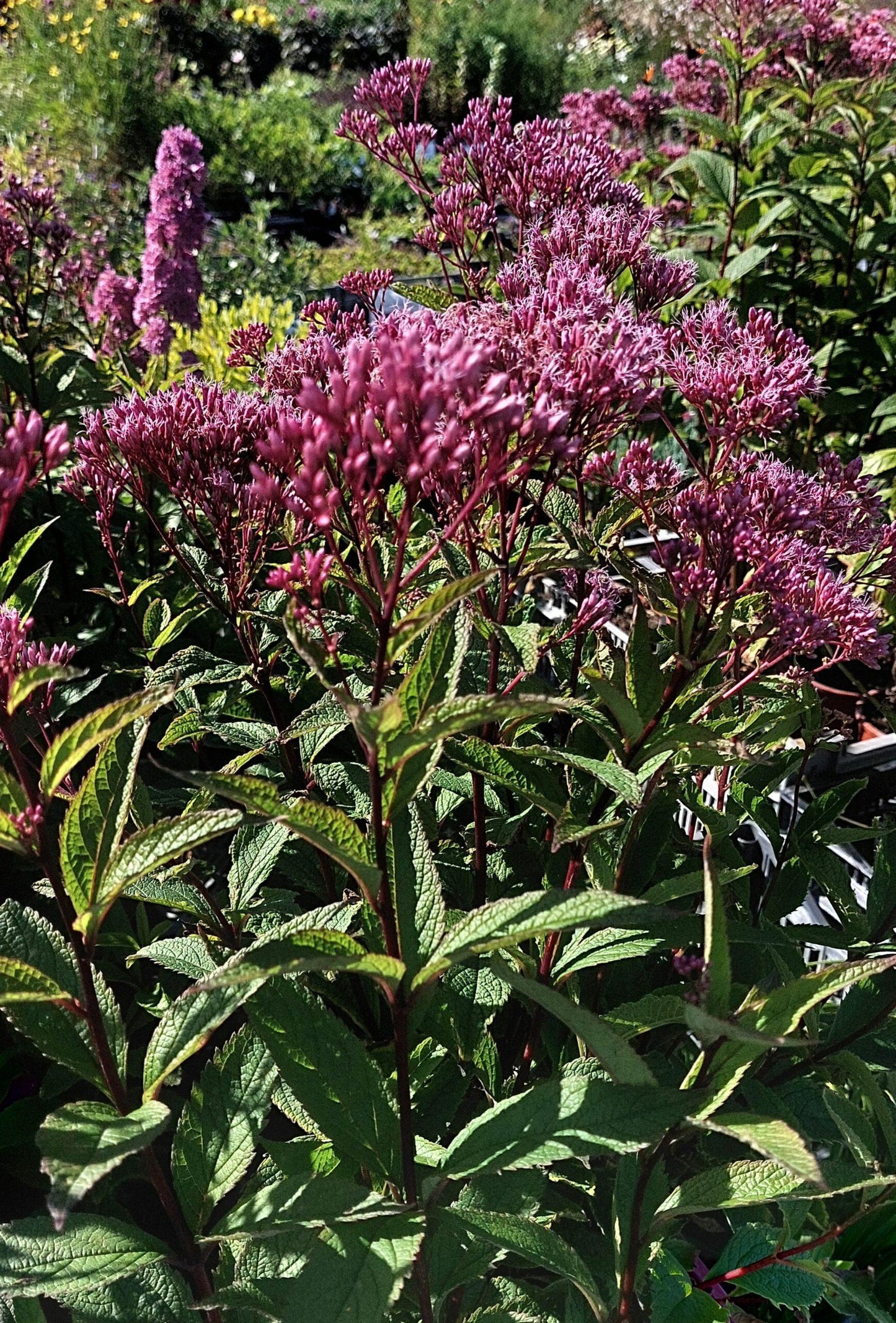 Eupatorium Dubium Baby Joe - View 9 from www redcrocus com