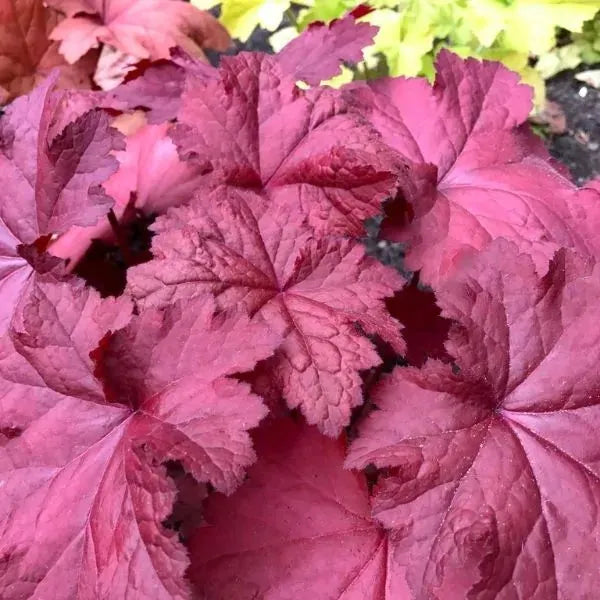 Heuchera X Magma - View 10 from www redcrocus com