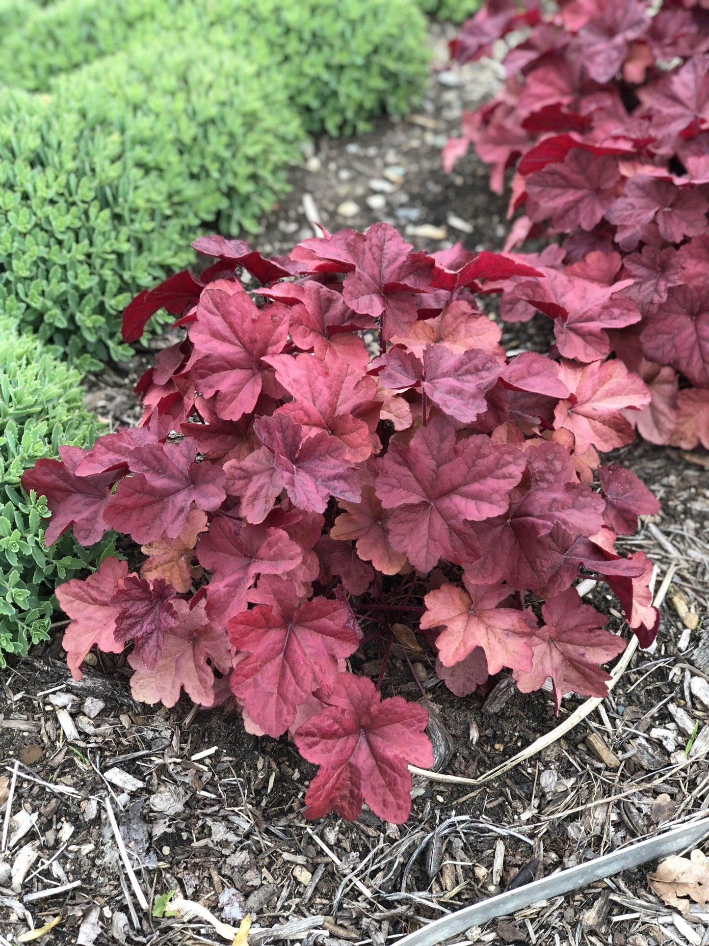 Heuchera X Magma - View 12 from www redcrocus com