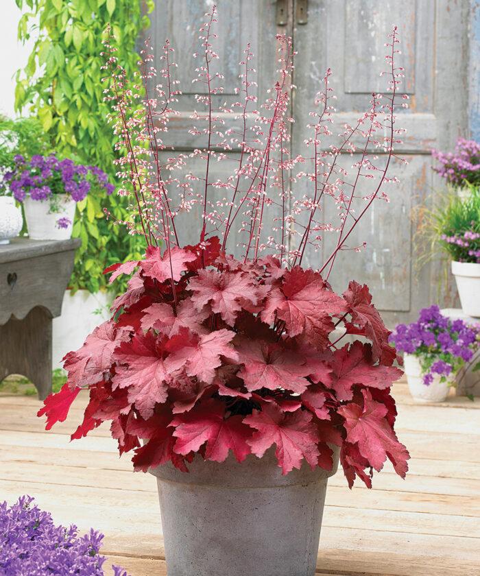 Heuchera X Magma - View 13 from www redcrocus com
