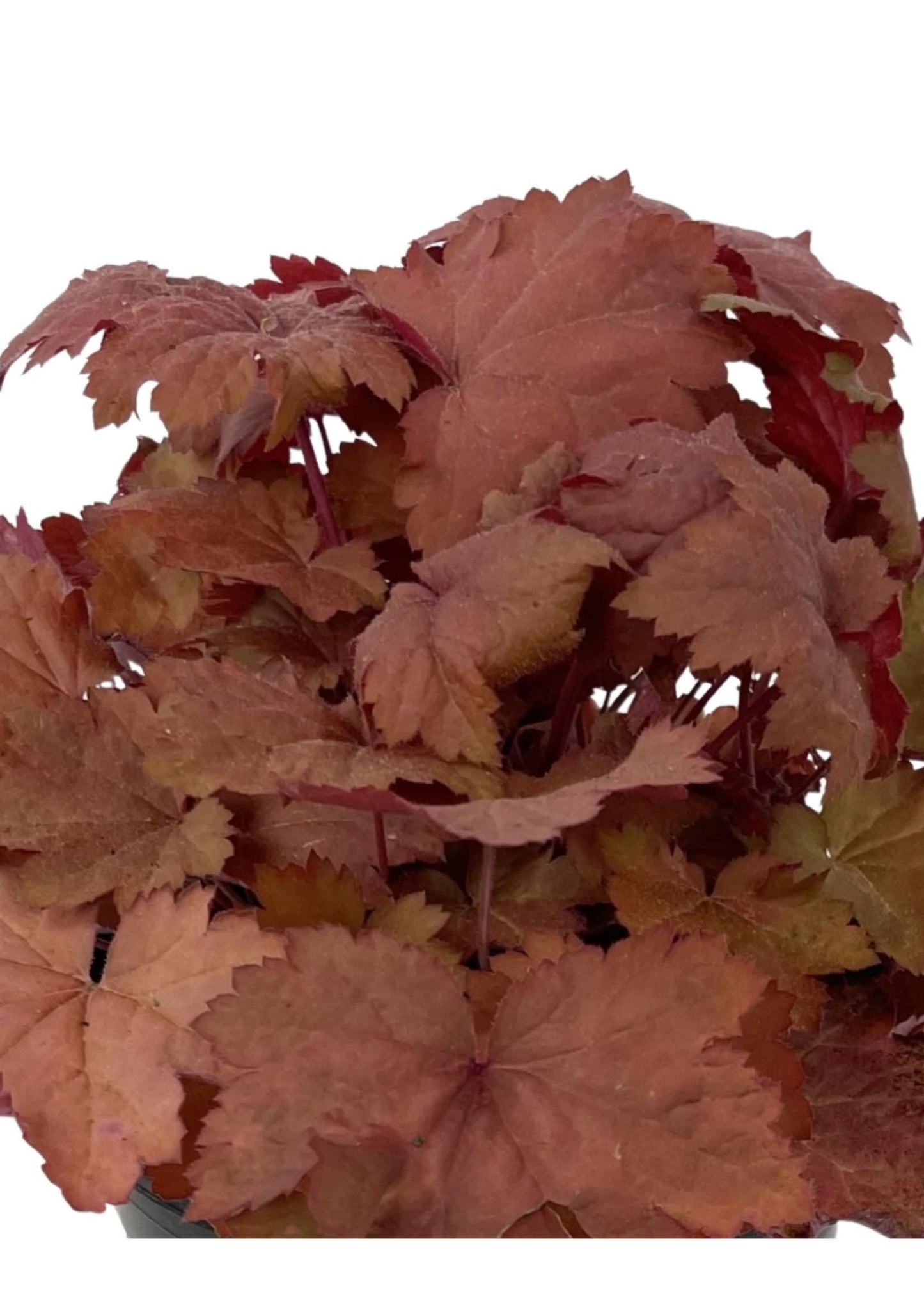 Heuchera X Magma - View 14 from www redcrocus com