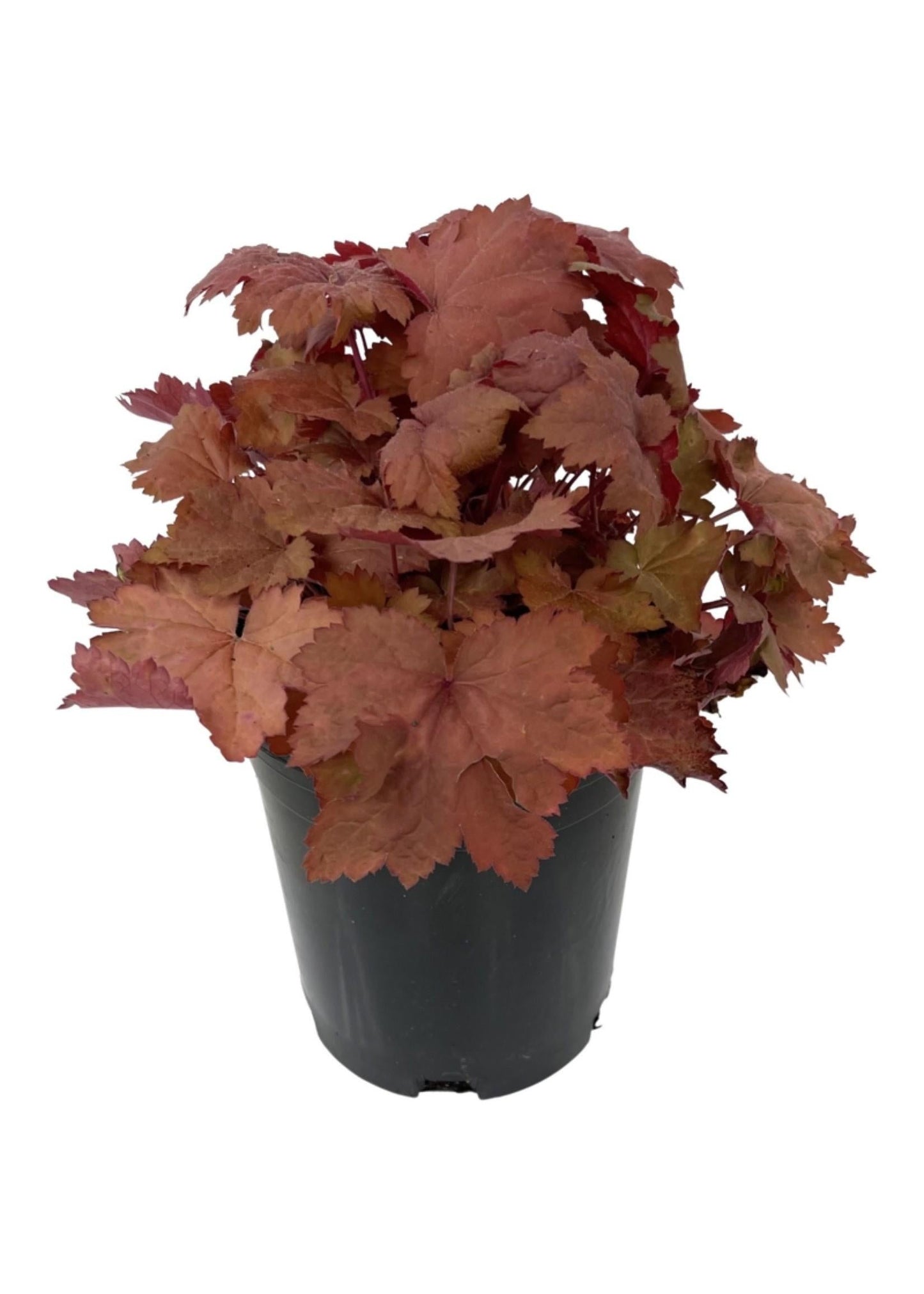 Heuchera X Magma - View 15 from www redcrocus com