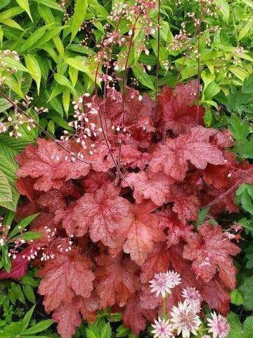 Heuchera X Magma - View 16 from www redcrocus com