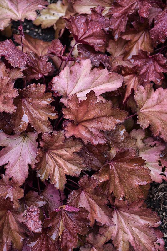 Heuchera X Magma - View 17 from www redcrocus com