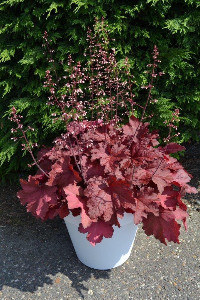 Heuchera X Magma - View 18 from www redcrocus com
