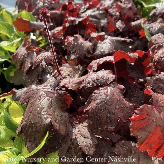 Heuchera X Magma - View 19 from www redcrocus com