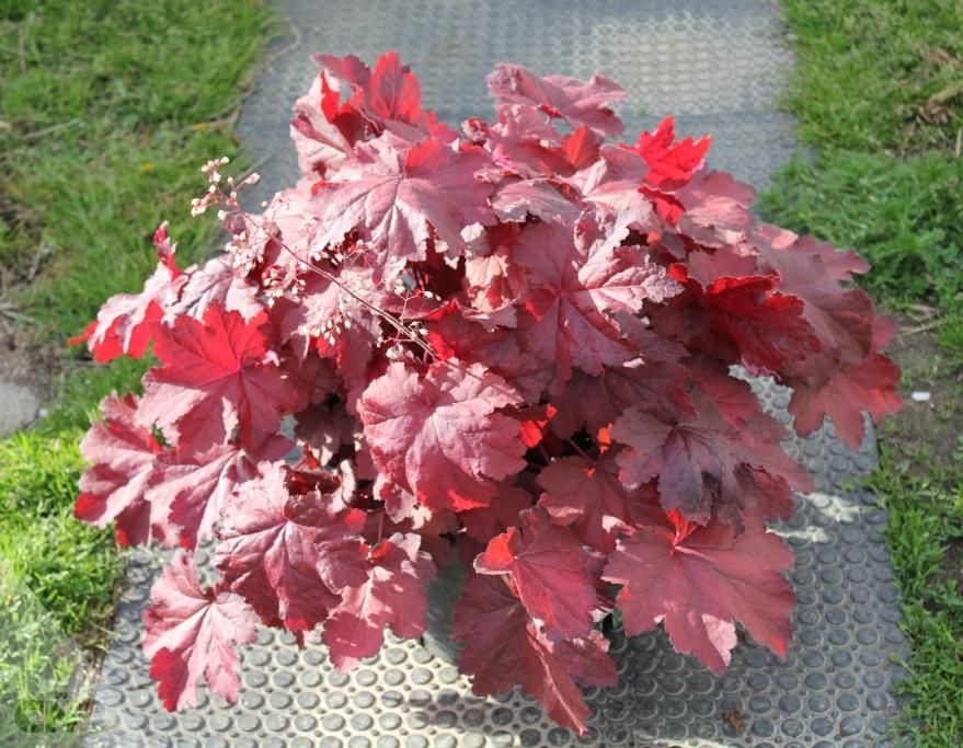 Heuchera X Magma - View 1 from www redcrocus com