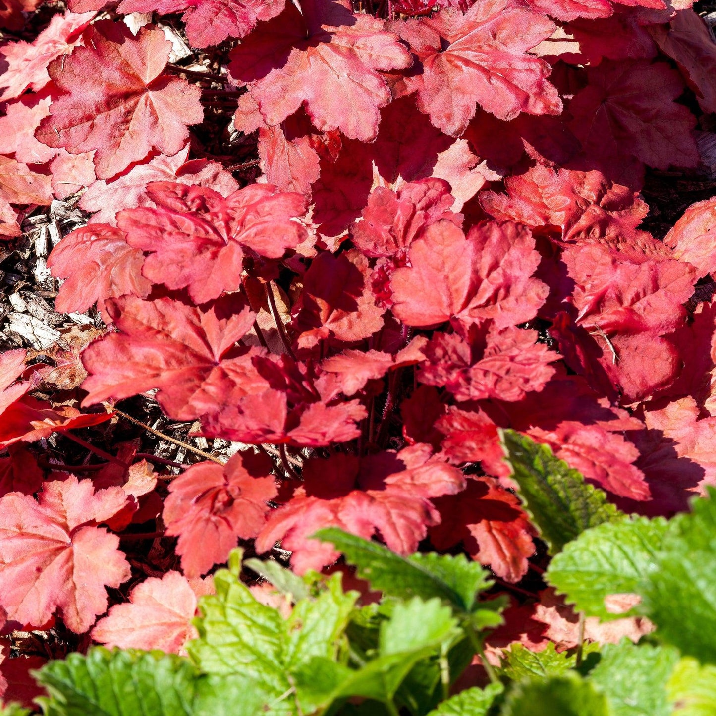 Heuchera X Magma - View 2 from www redcrocus com