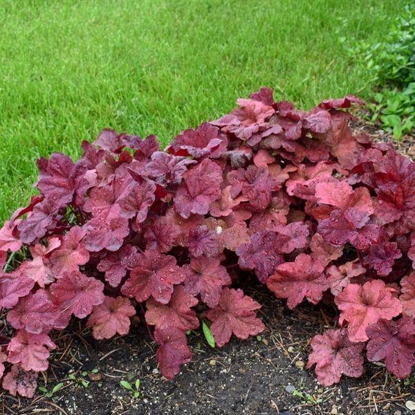 Heuchera X Magma - View 3 from www redcrocus com