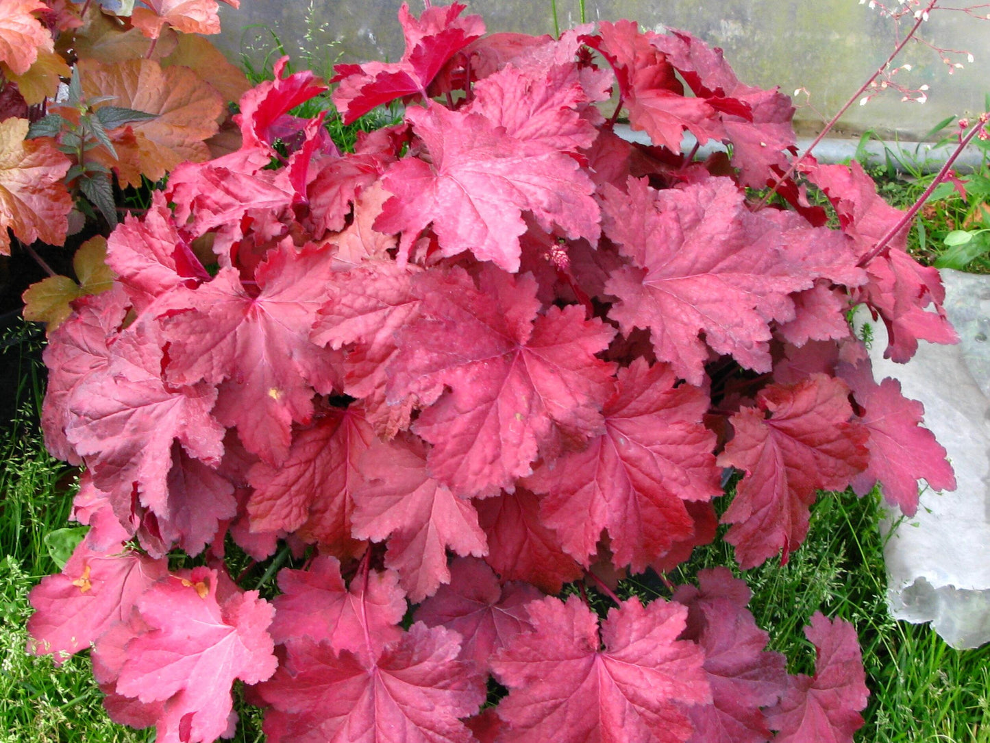 Heuchera X Magma - View 4 from www redcrocus com
