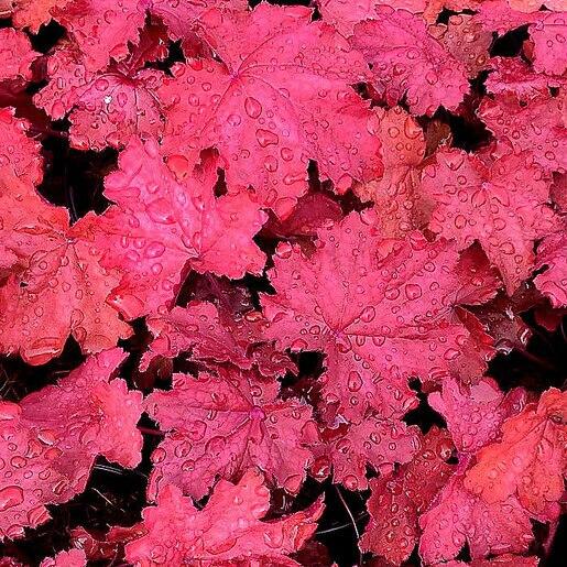 Heuchera X Magma - View 5 from www redcrocus com