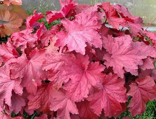 Heuchera X Magma - View 6 from www redcrocus com