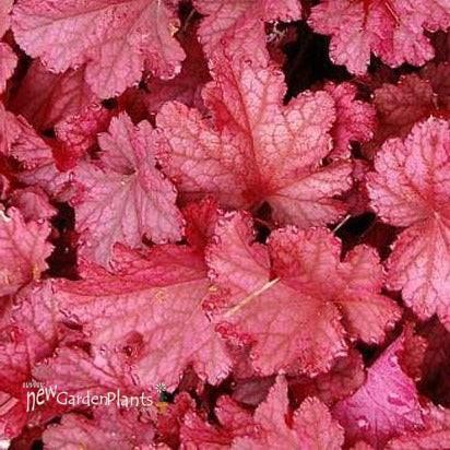 Heuchera X Magma - View 7 from www redcrocus com