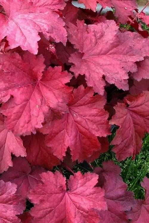 Heuchera X Magma - View 8 from www redcrocus com