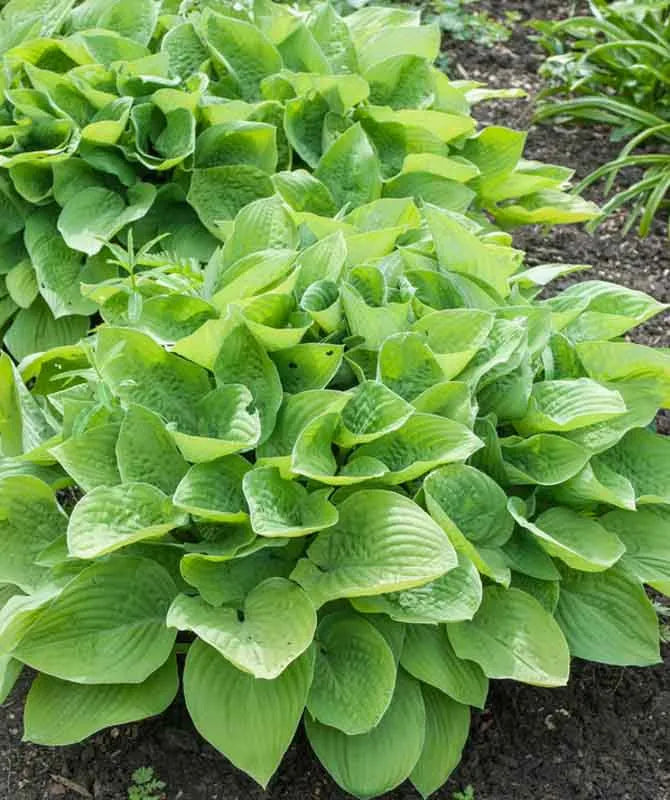 Hosta X August Moon - View 18 from www redcrocus com
