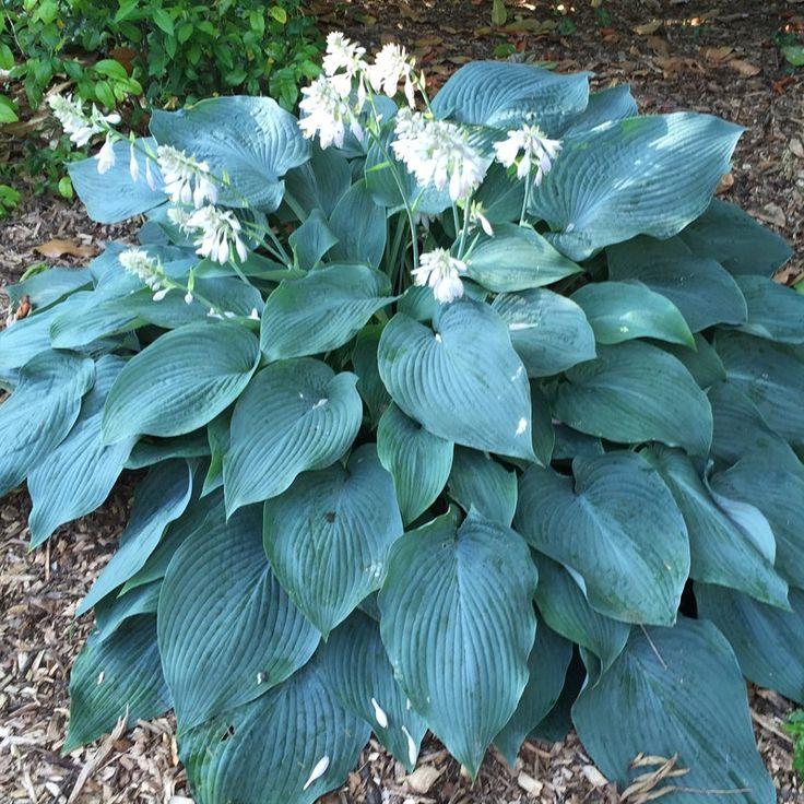 Hosta X Blue Angel - View 12 from www redcrocus com