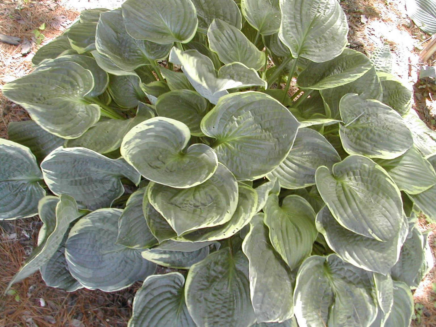 Hosta X Christmas Tree - View 10 from www redcrocus com