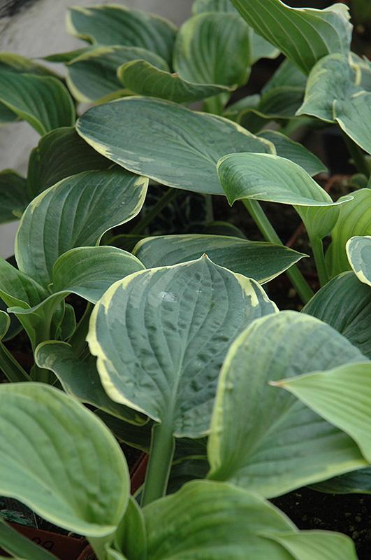 Hosta X Christmas Tree - View 11 from www redcrocus com