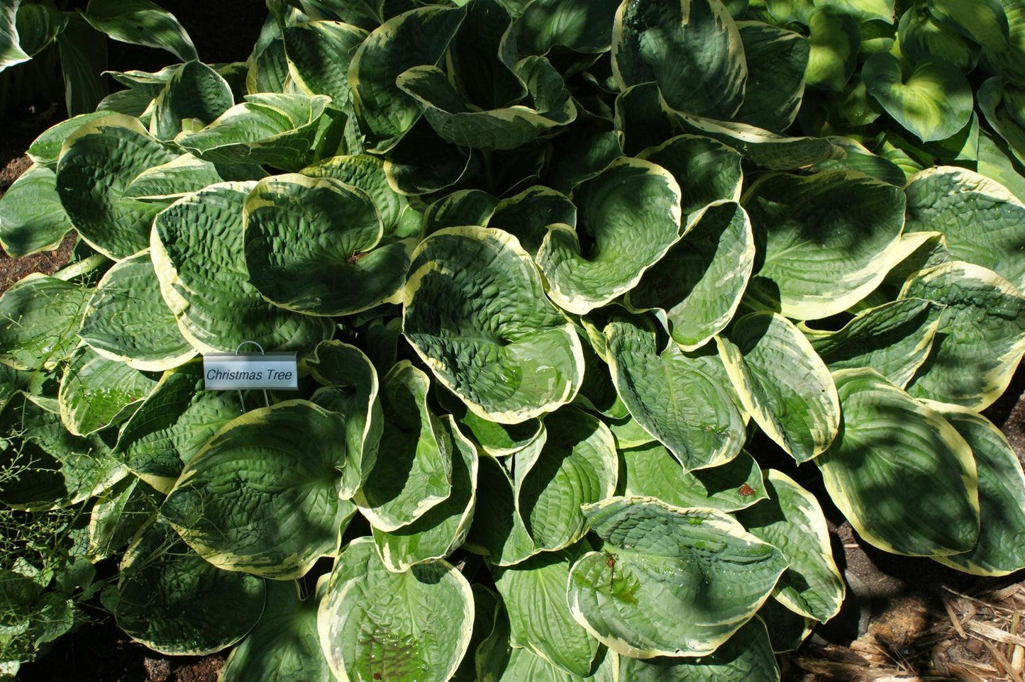 Hosta X Christmas Tree - View 12 from www redcrocus com