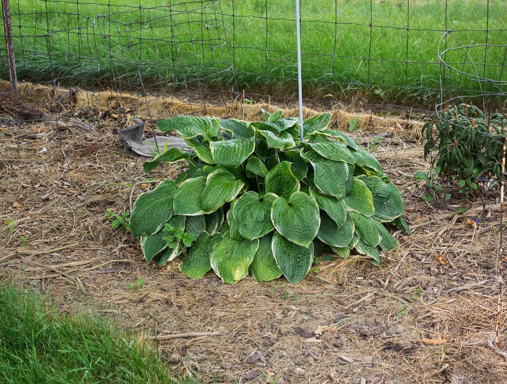 Hosta X Christmas Tree - View 14 from www redcrocus com