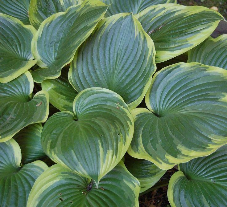 Hosta X Christmas Tree - View 15 from www redcrocus com