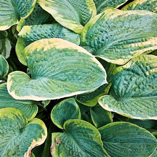 Hosta X Christmas Tree - View 16 from www redcrocus com
