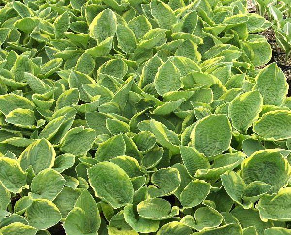 Hosta X Christmas Tree - View 17 from www redcrocus com