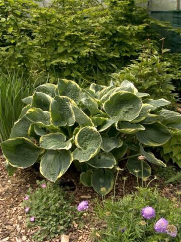 Hosta X Christmas Tree - View 18 from www redcrocus com