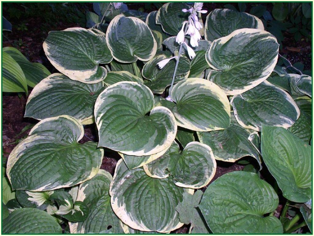 Hosta X Christmas Tree - View 1 from www redcrocus com