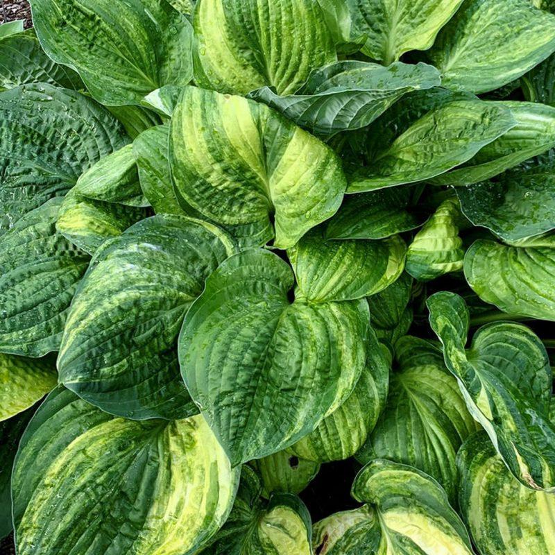 Hosta X Christmas Tree - View 2 from www redcrocus com
