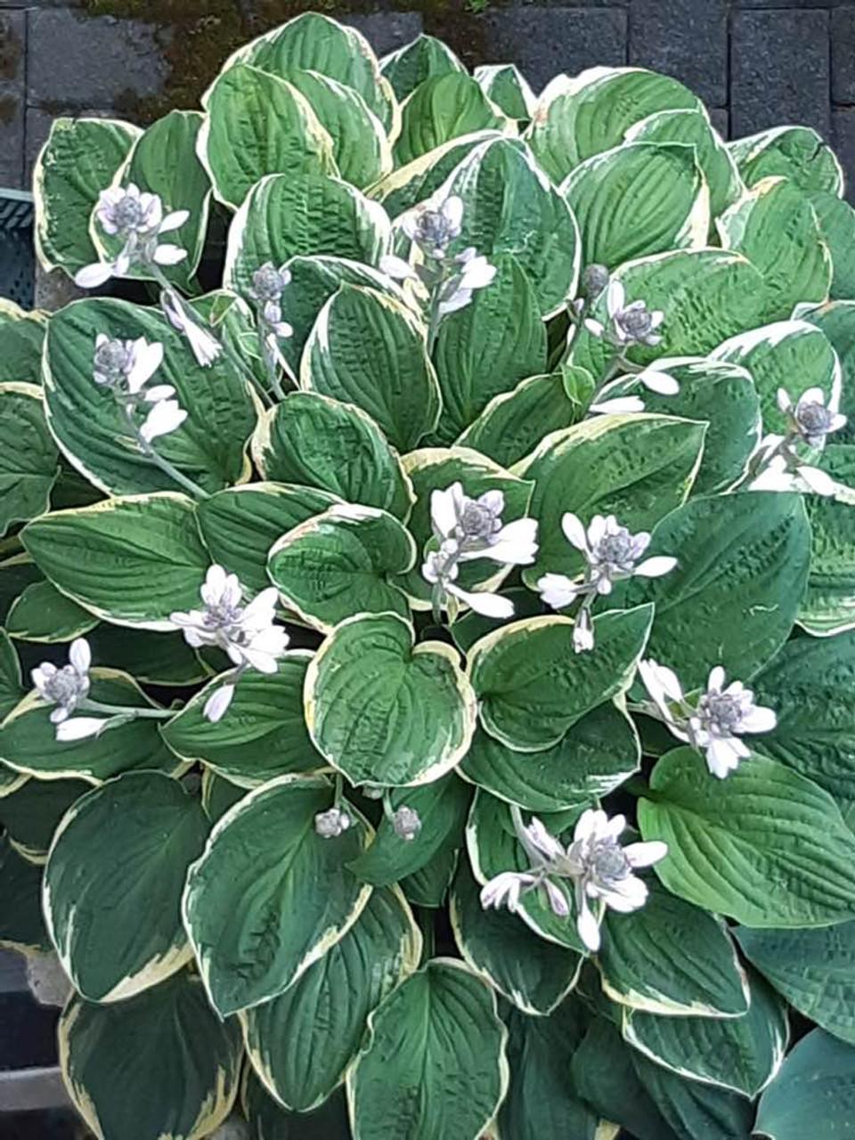 Hosta X Christmas Tree - View 3 from www redcrocus com