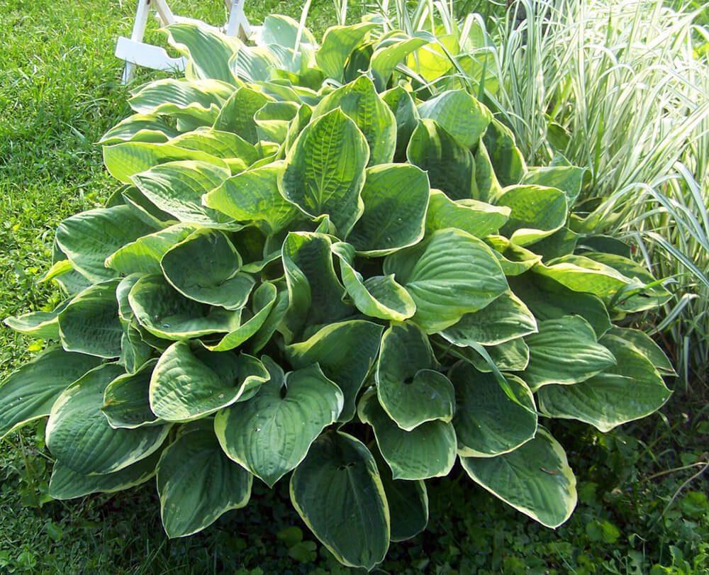 Hosta X Christmas Tree - View 4 from www redcrocus com