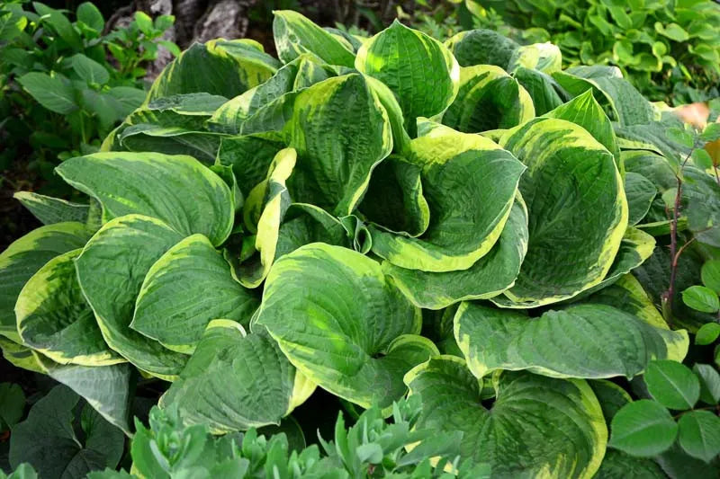 Hosta X Christmas Tree - View 5 from www redcrocus com