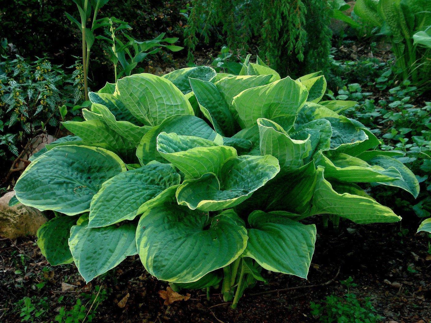 Hosta X Christmas Tree - View 6 from www redcrocus com