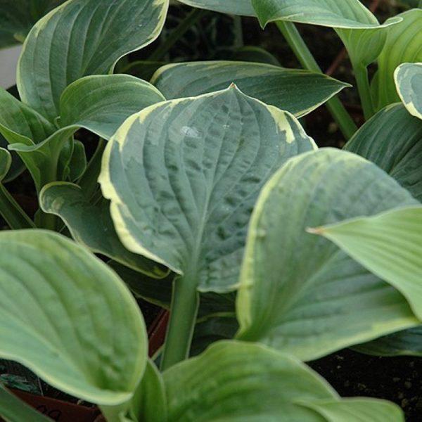 Hosta X Christmas Tree - View 7 from www redcrocus com