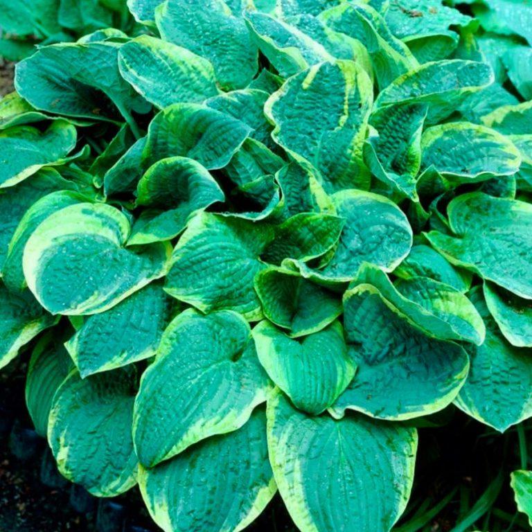 Hosta X Christmas Tree - View 8 from www redcrocus com