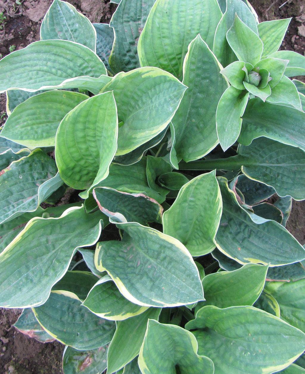 Hosta X Christmas Tree - View 9 from www redcrocus com