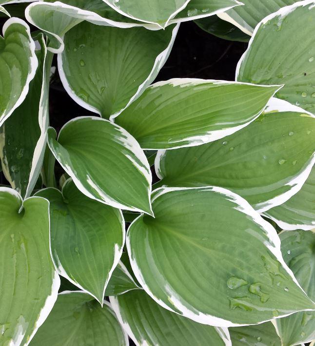 Hosta Fortunei Francee - View 14 from www redcrocus com