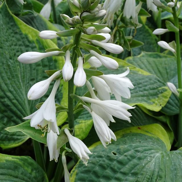 Hosta Sieboldiana Frances Williams - View 18 from www redcrocus com