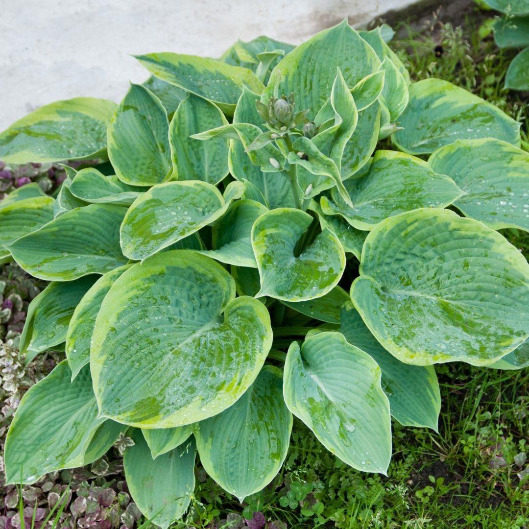 Hosta Sieboldiana Frances Williams - View 5 from www redcrocus com