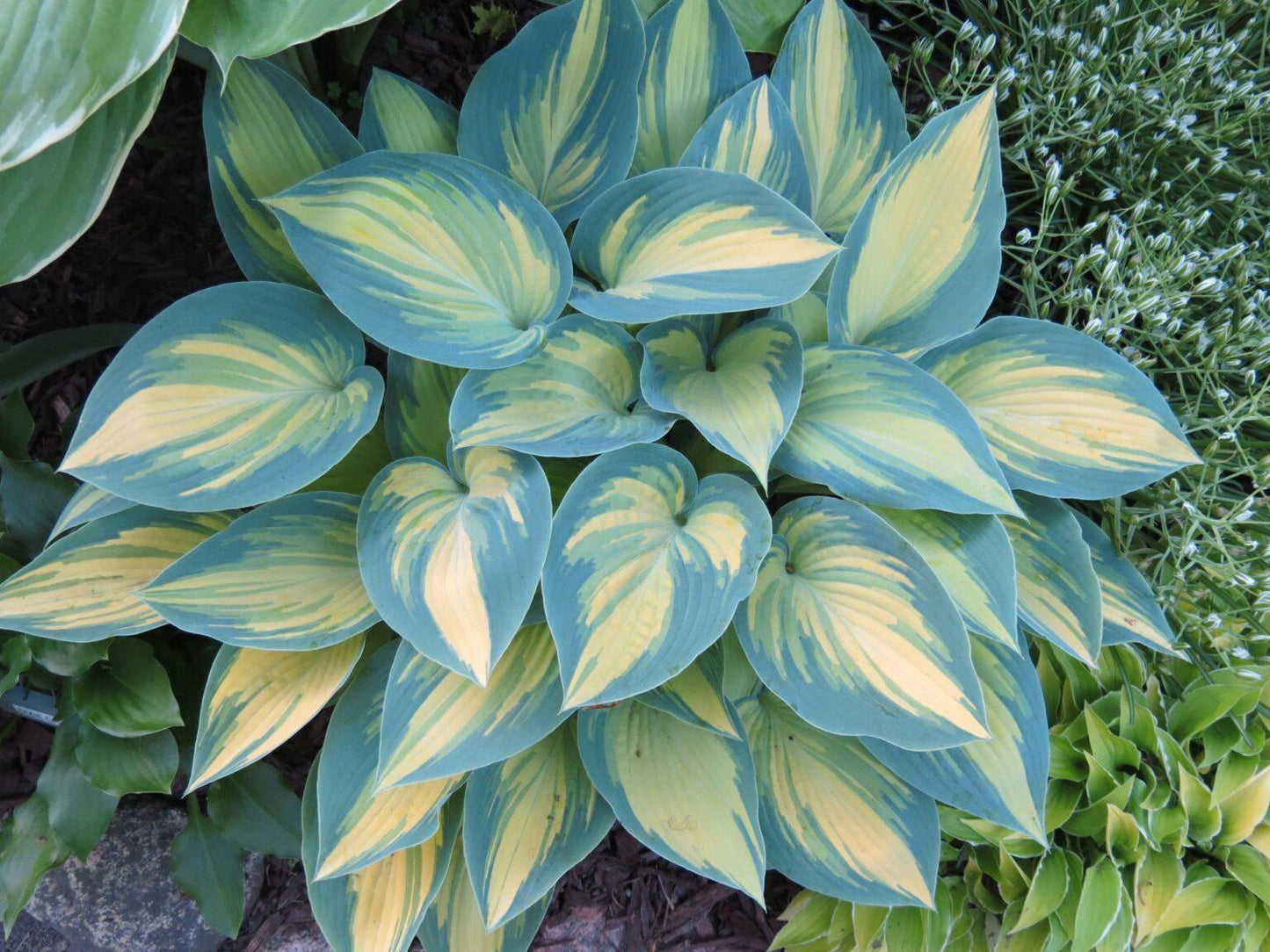 Hosta X June - View 10 from www redcrocus com