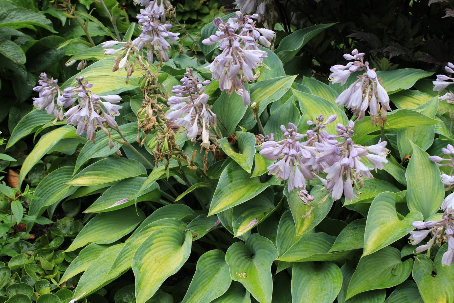 Hosta X June - View 11 from www redcrocus com